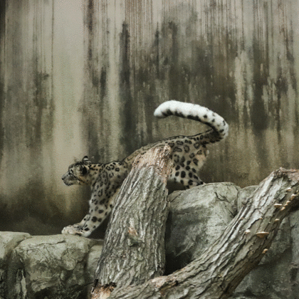 snowleopard1.gif