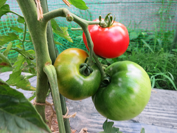 家庭菜園　大玉トマト