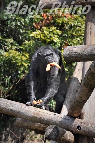 ニシチンパンジー サンゴ01 高知県立のいち動物公園