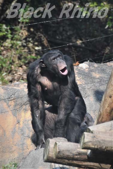 ニシチンパンジー ダイヤ01 高知県立のいち動物公園