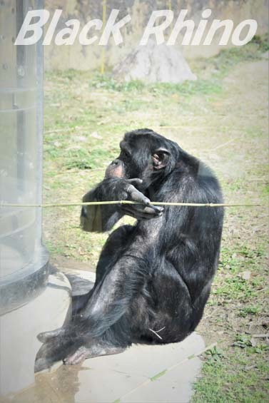 ニシチンパンジー ダイヤ02 高知県立のいち動物公園