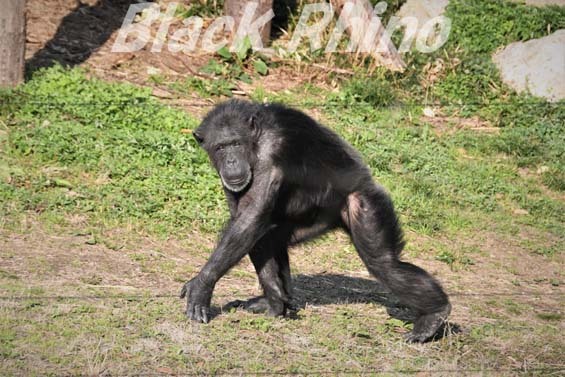 ニシチンパンジー チェルシー01 高知県立のいち動物公園