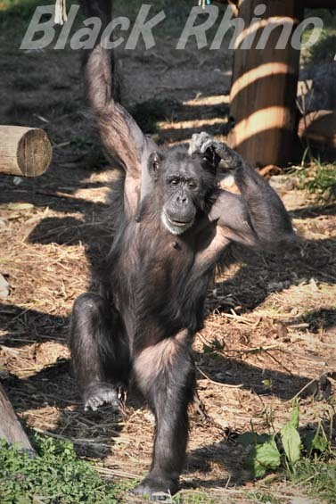 ニシチンパンジー チェルシー02 高知県立のいち動物公園