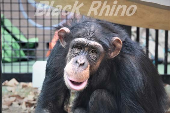 ニシチンパンジー ミルキー01 高知県立のいち動物公園