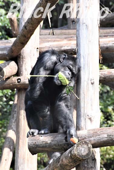 ニシチンパンジー ロビン01 高知県立のいち動物公園