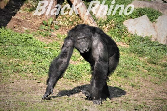 ニシチンパンジー ロビン02 高知県立のいち動物公園