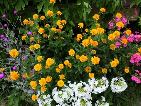 夏の花が満開の7月のお庭とガーデニング 猫と園芸