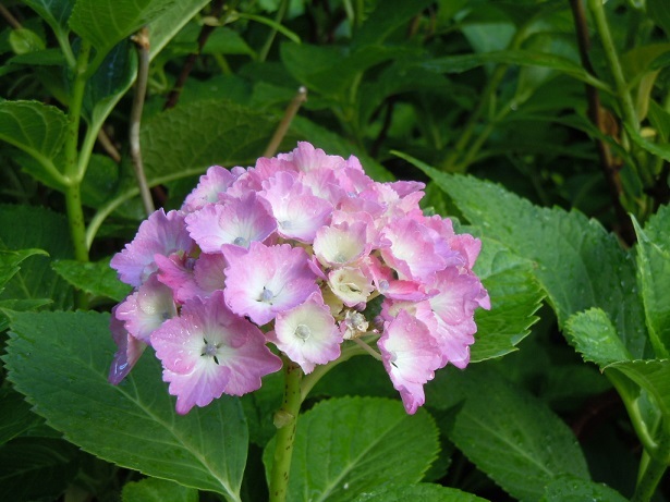 紫陽花 (3)