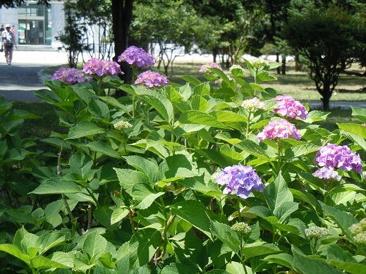 紫陽花 (18)