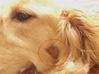 犬のホットスポット 急性湿疹 診療日誌