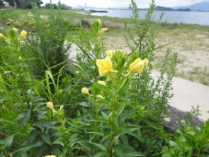 190729039 黄色の花びらが目立ったメマツヨイグサ