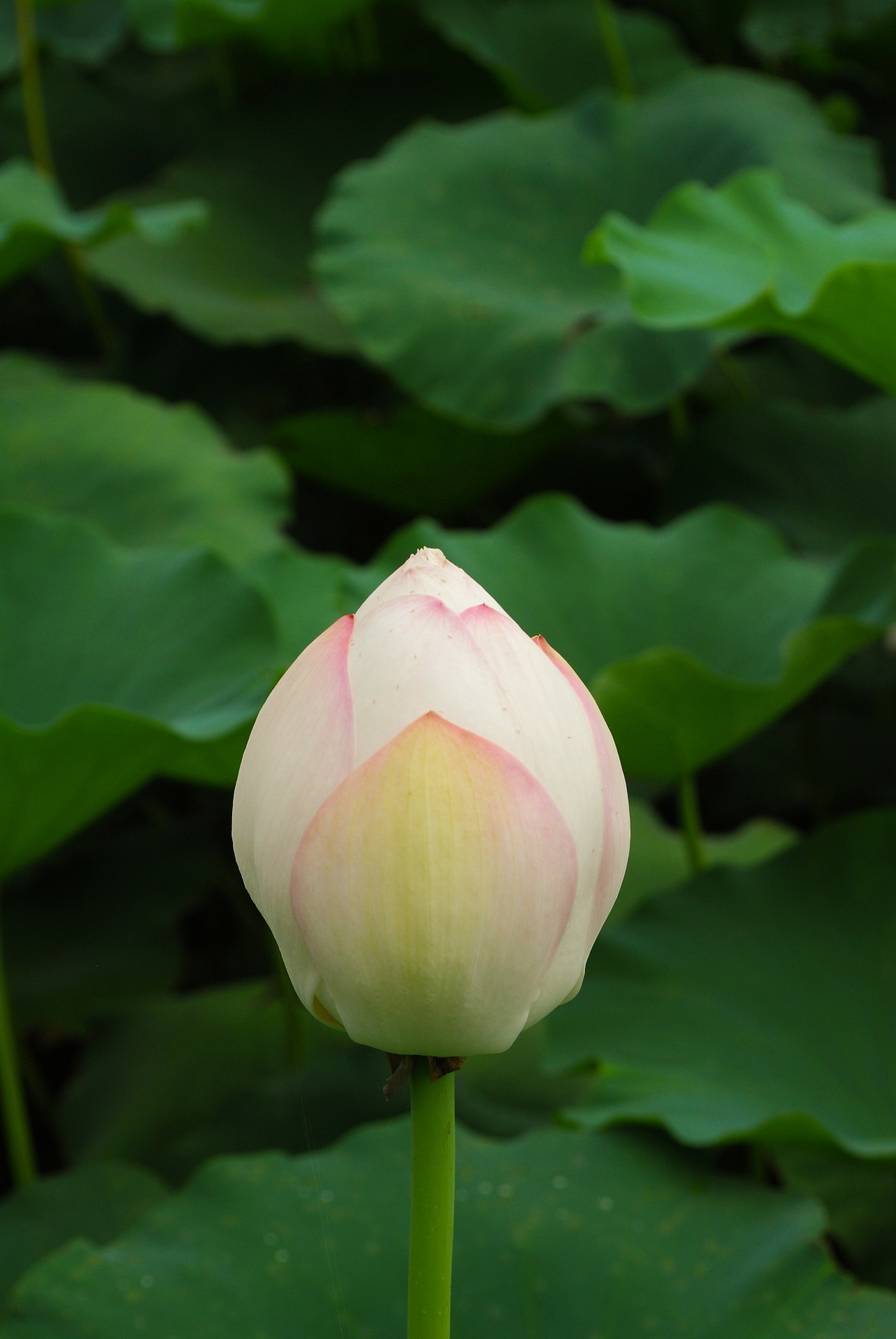 lotus-168420_1920.jpg