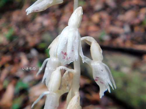 梅雨にしか現れない白い植物の白い花 田代蘭 いきもの は おもしろい