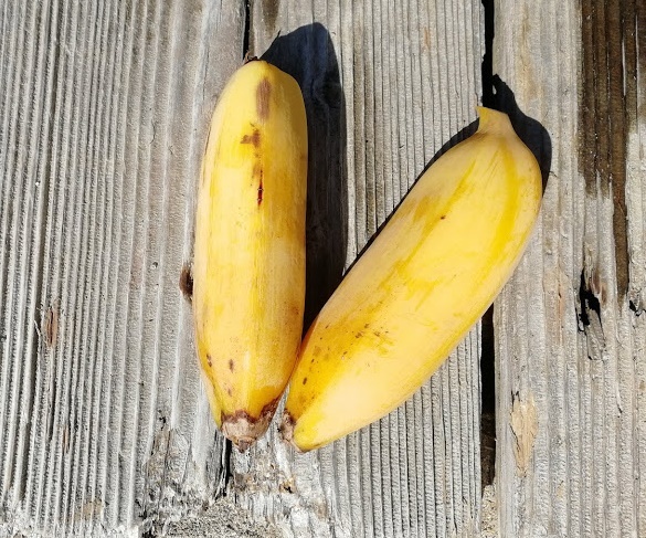 竜ヶ迫バナナ3