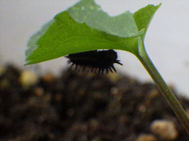 ツマグロヒョウモンの幼虫