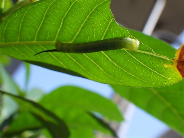 オオスカシバの幼虫-1