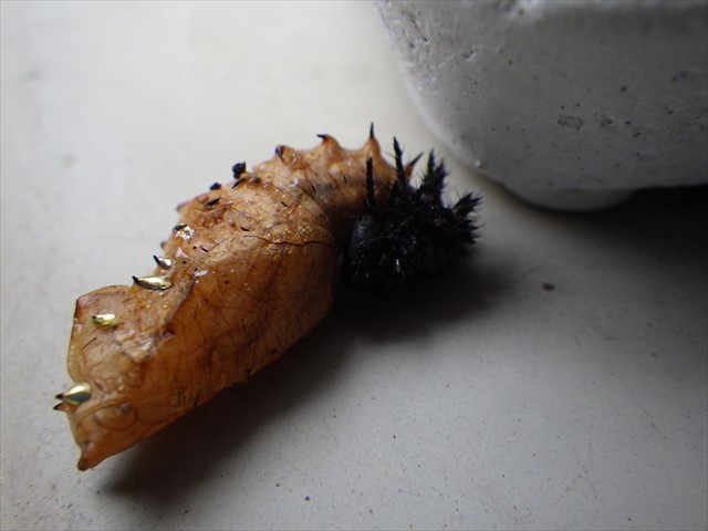 ツマグロヒョウモンの蛹-1　オリーブの木の根元に落ちていた子
