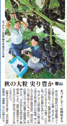 ブドウの出荷を報じる福島県の地方紙・福島民報