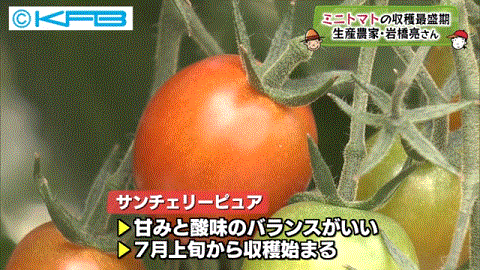 ミニトマトのシーズンを報じる福島のローカルTV局・KFB
