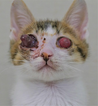 お目目の腫れが 取れました 猫のミーナといっしょ
