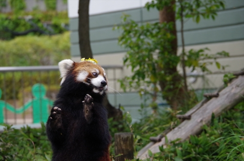 福岡市動物園のレッサーパンダ♀マリモちゃん