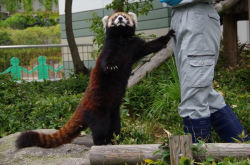 福岡市動物園のレッサーパンダ♀マリモちゃん