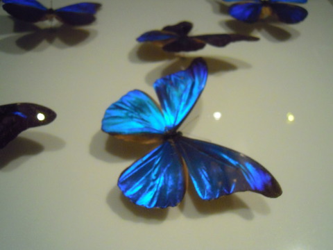 モルフォ蝶の写真 サムネイル画像