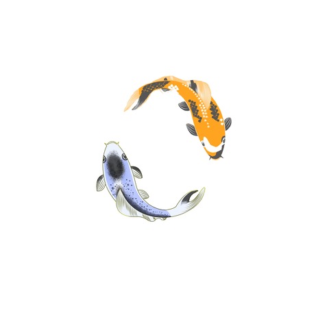 鯉 サムネイル画像