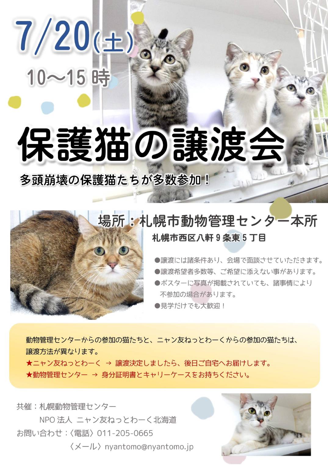 札幌 保護 猫 猫の殺処分をなくしたい！保護猫の命を救う札幌市の取り組み