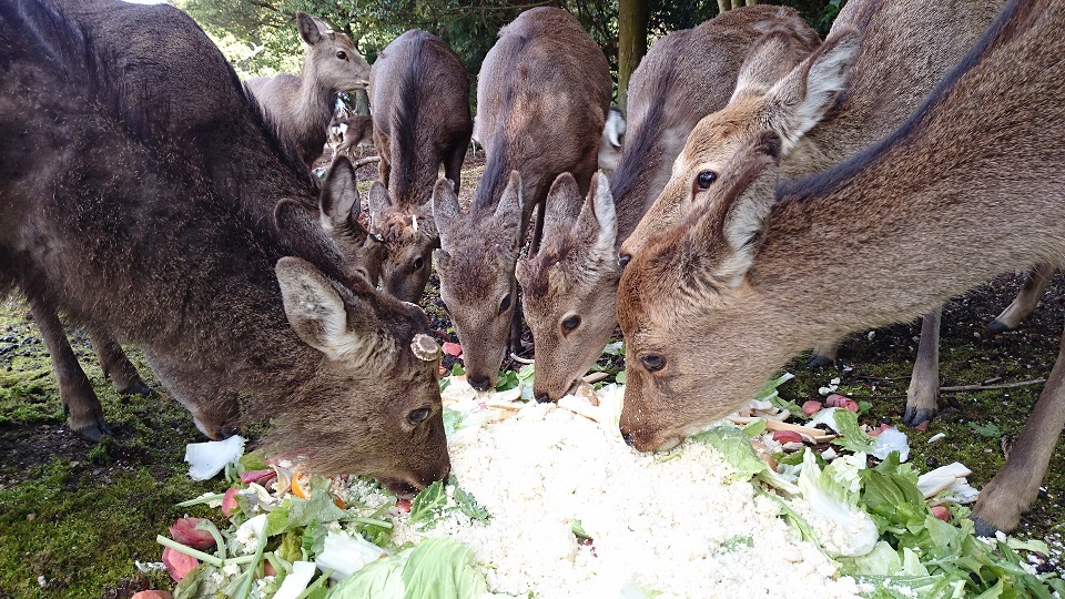 宮島５６キャンプ場の鹿さんたち仲良く食べる鹿さんたち