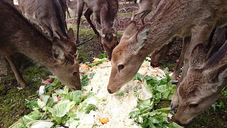 宮島５８キャンプ場の鹿さんたち新鮮なお野菜とおからが美味しいね