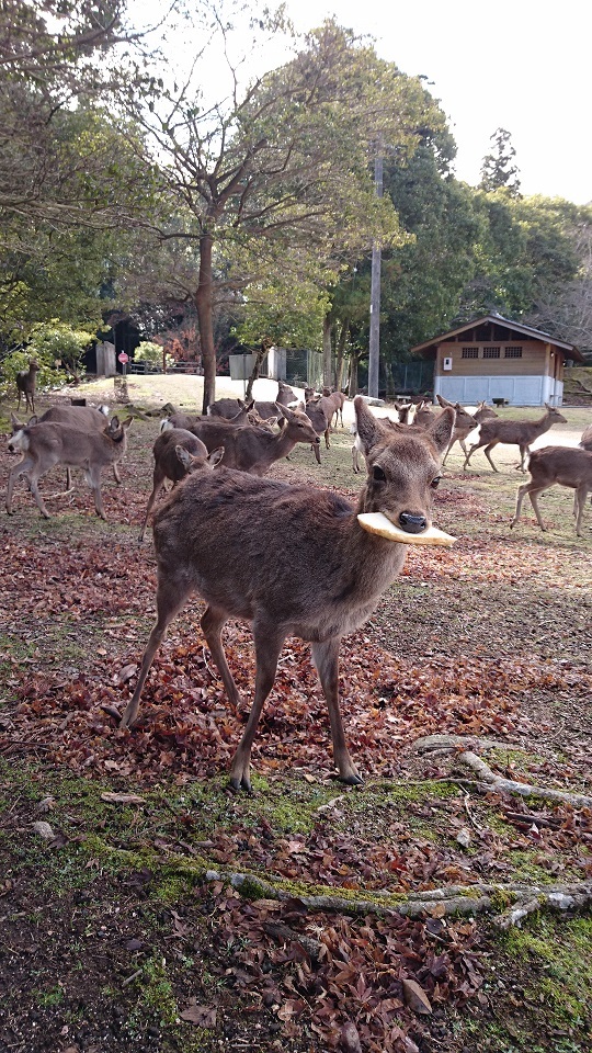 宮島６０キャンプ場の鹿さんたち食パンを咥える鹿さんの姿にキュンキュンしました