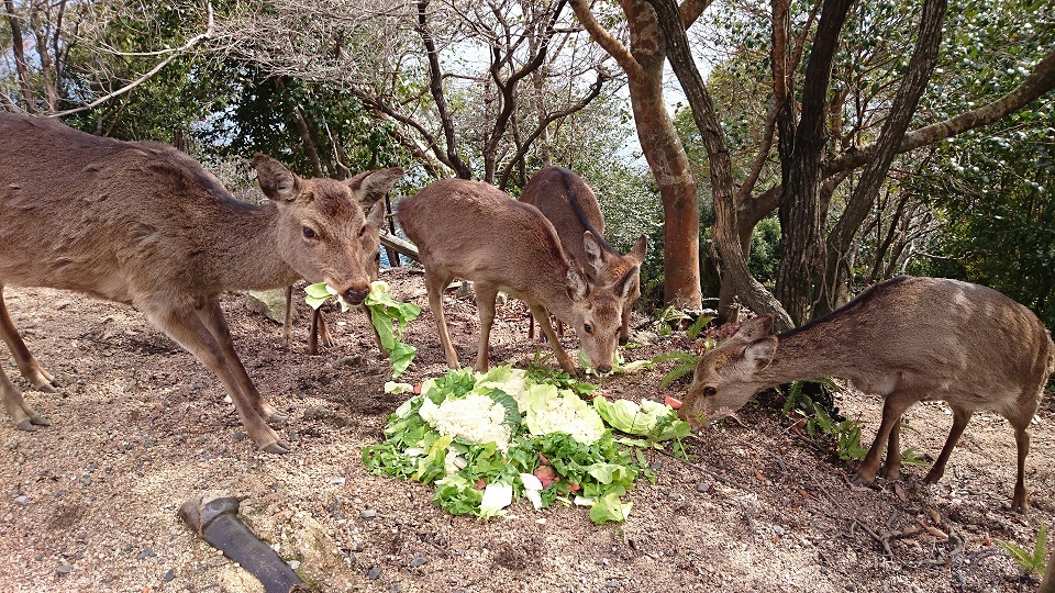 宮島６５山中の鹿さんたち美味しそうに白菜を食べる鹿さんたち