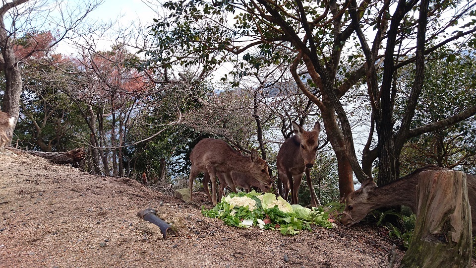 宮島６６美味しそうに白菜を食べる鹿さんたち山中では所々で鹿さんたちが姿を見せてくれました