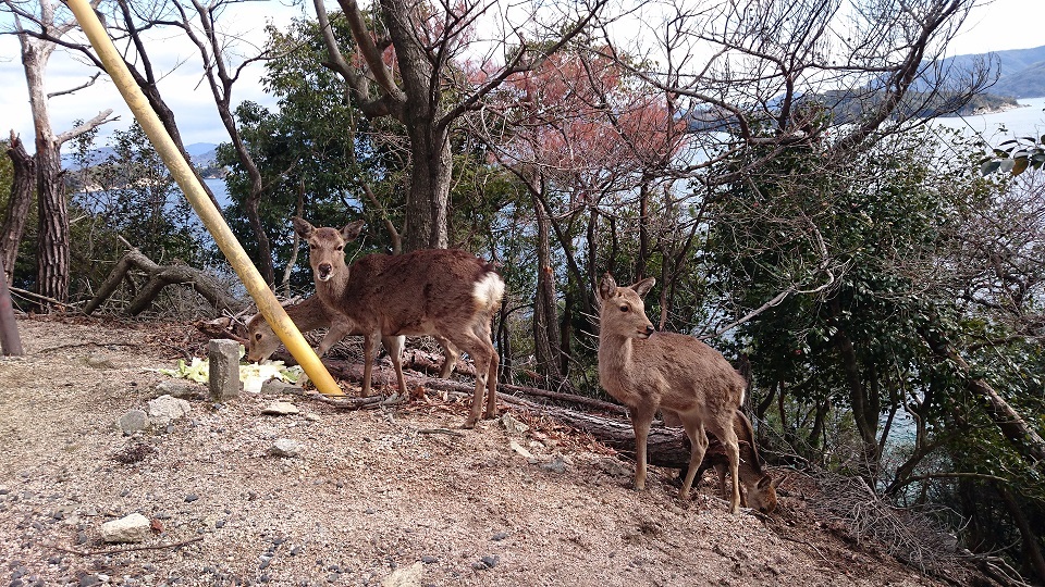 宮島６７山中の鹿さんたちは警戒心の強い子が多かったです