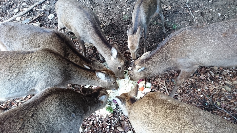 宮島７０白糸川橋近くの広場にいた鹿さんたち皆で仲良く食べました