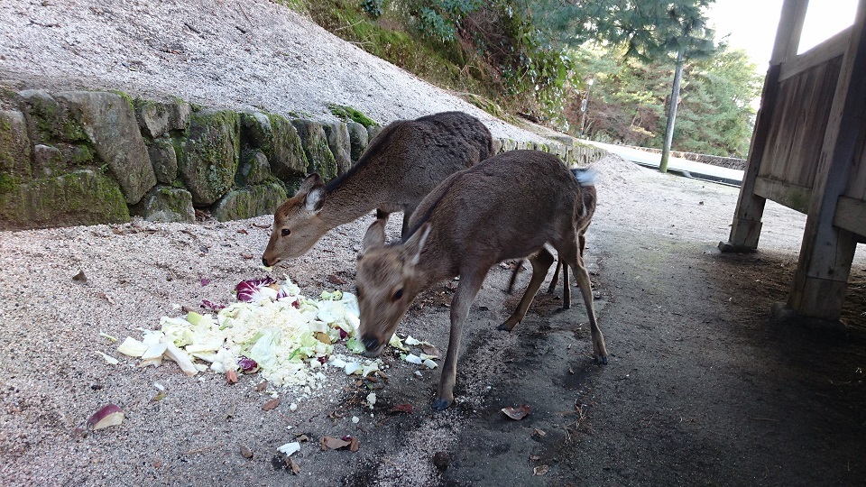 宮島８２長浜神社の鹿さんたち行きはいませんでしたが、帰りに会えました