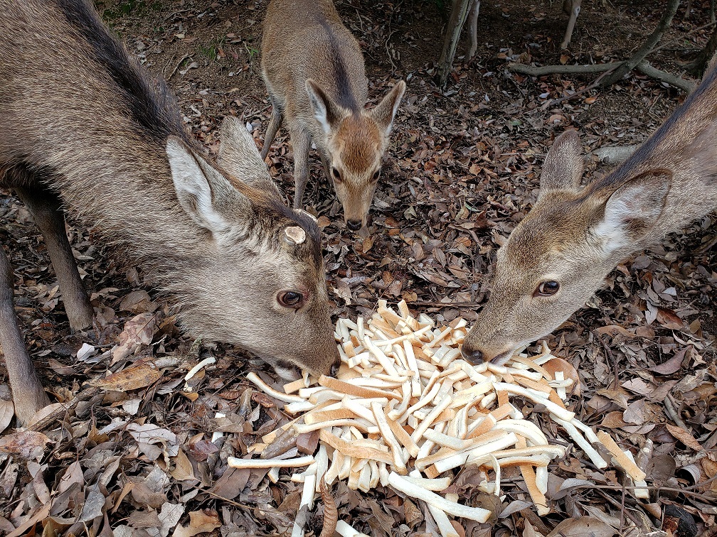 宮島59包ヶ裏自然公園パン耳を美味しそうに食べる鹿さんたち