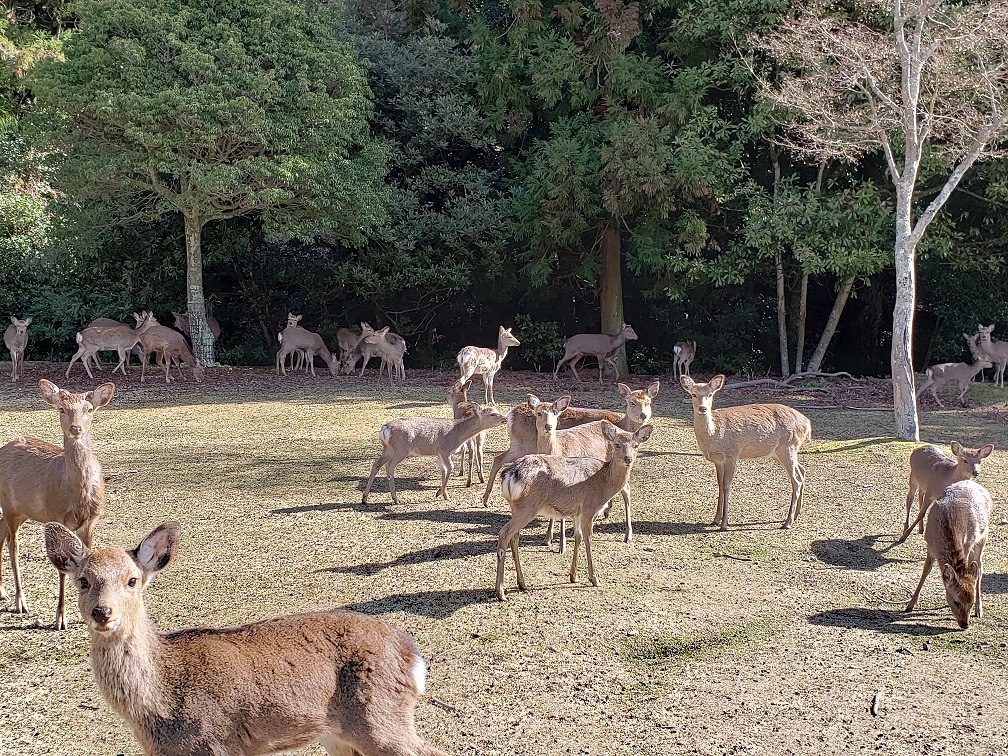 宮島100キャンプ場の鹿さんたち