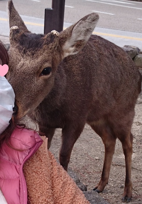 宮島３００宮島口付近の鹿さん猫ちゃんママさんにキスする鹿さん