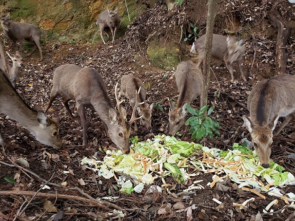 宮島４０３包ヶ浦自然公園大将の許可がおりて、やっとご飯にありつけた鹿さんたち