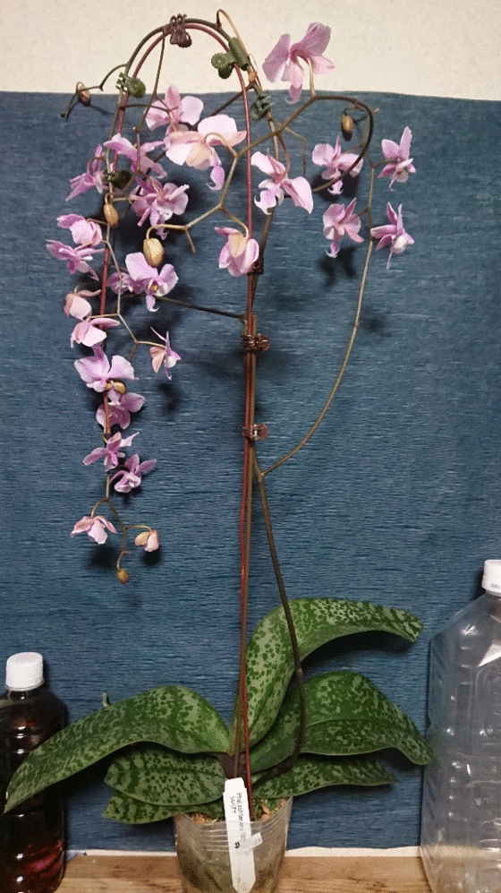 蘭亀】香りの胡蝶蘭 Phalaenopsis schilleriana 実生苗その物 