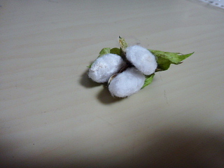 和綿の収穫３つめ