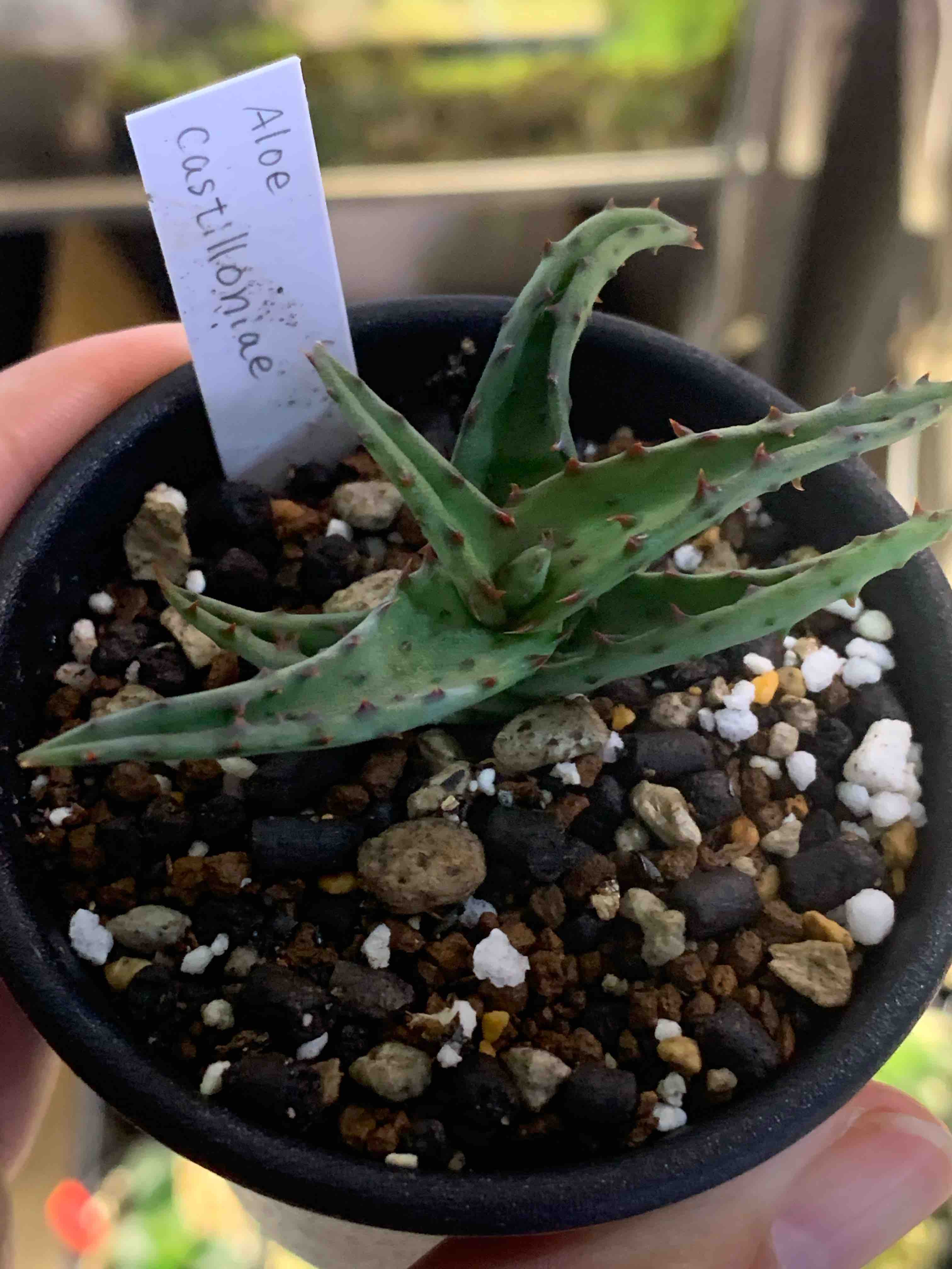 Aloe castilloniae(アロエ・カスティロニアエ) - 栽培マンのハオルチアBlog