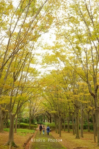 2019年10月智光山公園欅散歩
