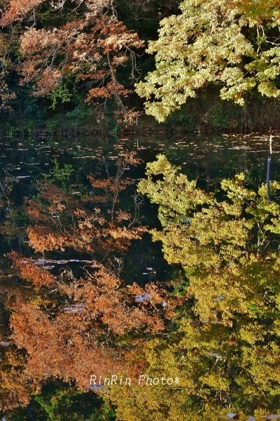 2019年12月諏訪池水辺の秋