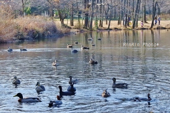 2020年１月智光山公園の冬池に集う