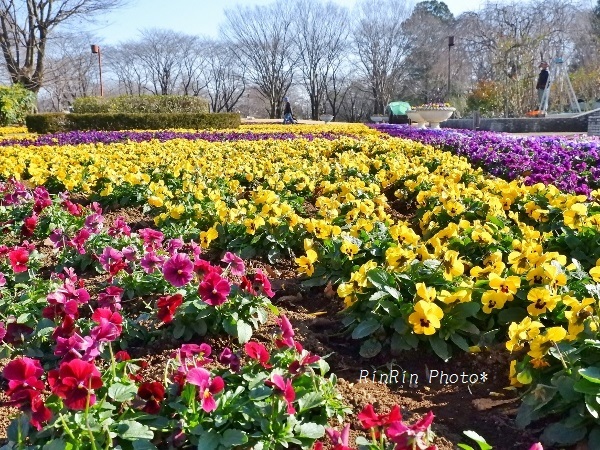 2020年1月智光山公園大花壇