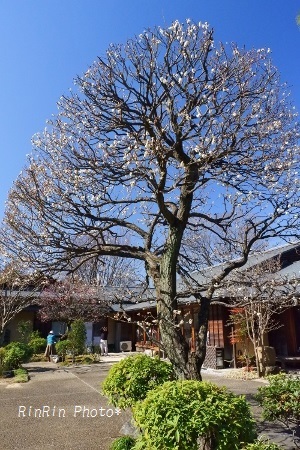 2020年2月日本庭園の梅