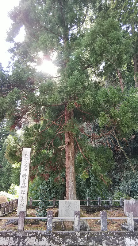 妙義神社の大杉2002
